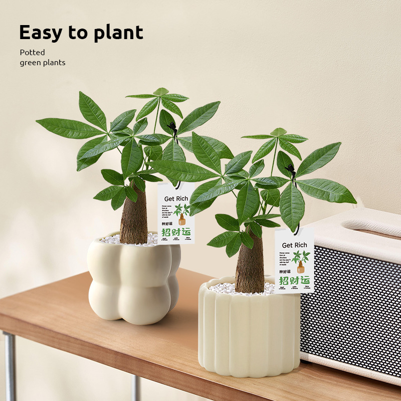 Money Tree Potted Office Desktop Green Plant Decoration Ornaments Indoor Living Room Fortune Green Plant All Year Round Purification Plant