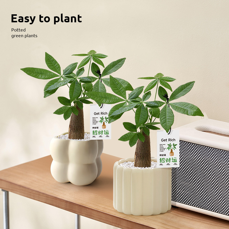 Money Tree Potted Office Desktop Green Plant Decoration Ornaments Indoor Living Room Fortune Green Plant All Year Round Purification Plant