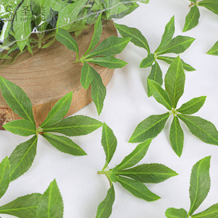 ��Ƭ����6�~��~�R��ľ�~Ƭ�ݘ�֦DIY�bپG�~�����~Ƭֲ�����