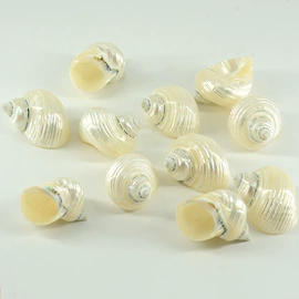 海螺/贝壳;工艺原料;水晶工艺品