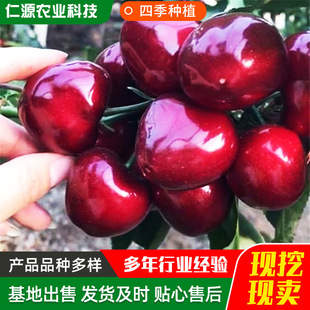 ����ֱ��������Ҙ��� �ϱ����Nֲ����������� ���_˹8̖������