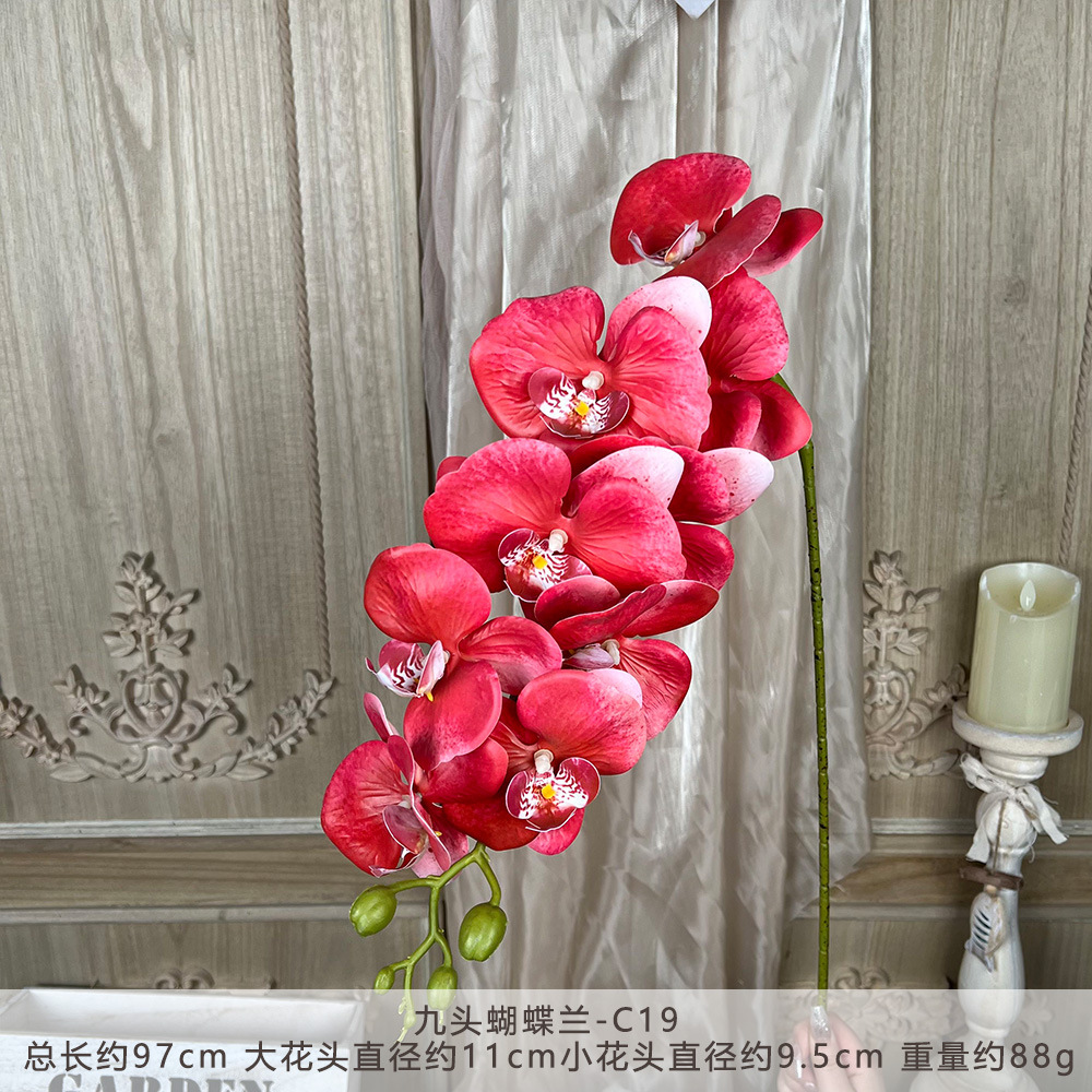LCXH-나인헤드 호접란-C19
