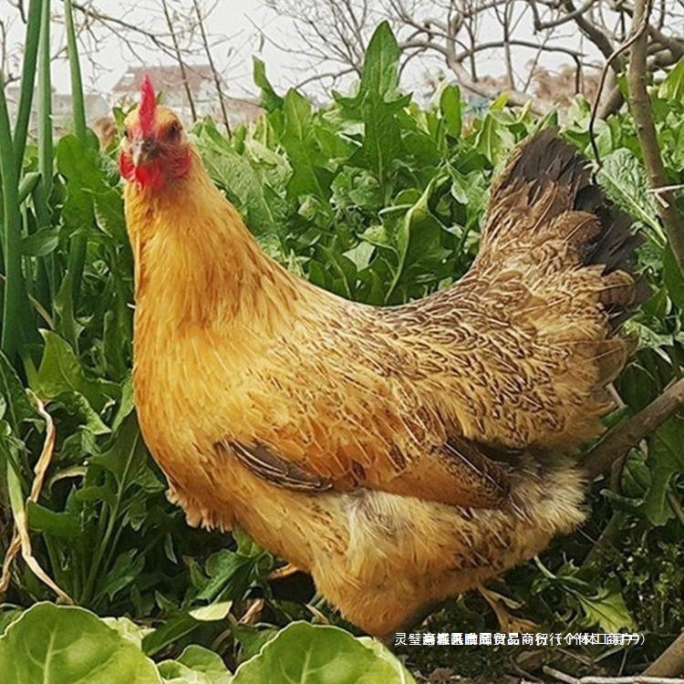 活鸡整只土炖母鸡三年竹林炖汤煲汤冷冻黄油批发老母鸡走地鸡其他