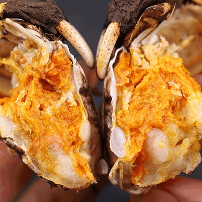 大闸蟹鲜活现货1.7-6.0两特大大海鲜鲜活母螃蟹活体红膏母蟹厂家|ms