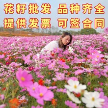 �ݻ��N�Ӳ�˹�հ��ղ����A���ļ��_��Ұ���M�ϰ��վոߙn�����N��
