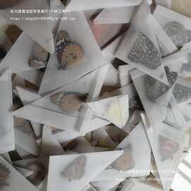 真蝴蝶昆虫标本未展翅原蝶工艺品学生手工DIY材料教具教学垒德株