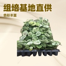 Mع~ƷNɫSԴ^҃^~GֲԷNl