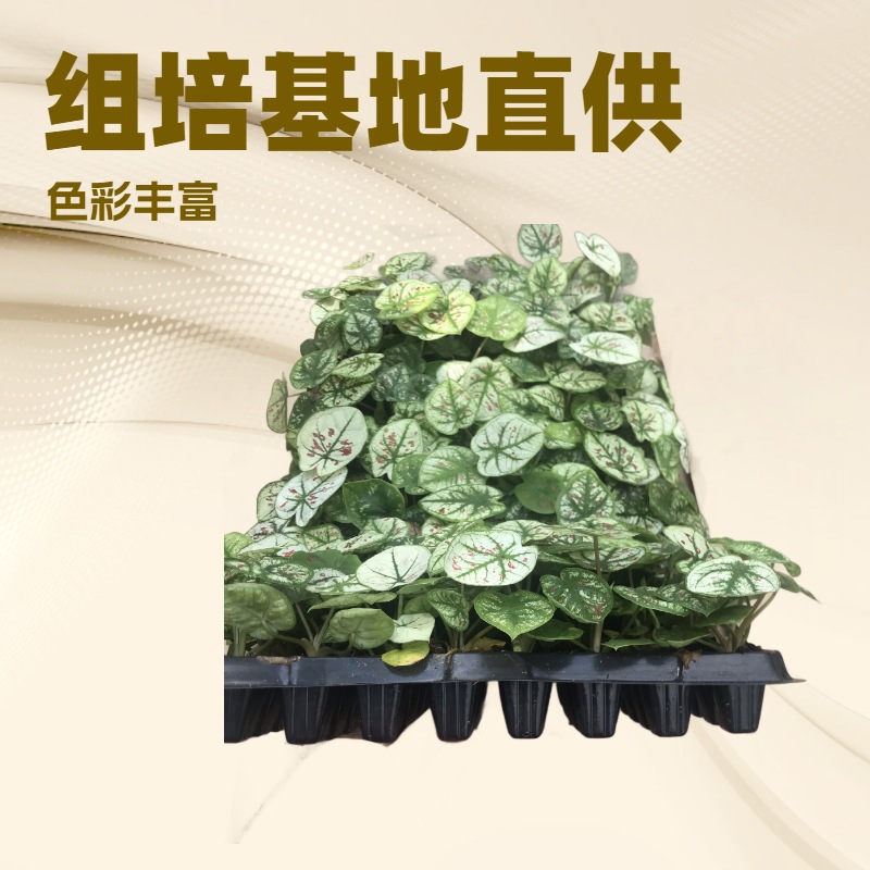 The tissue culture base supplies colorful taro varieties and rich…