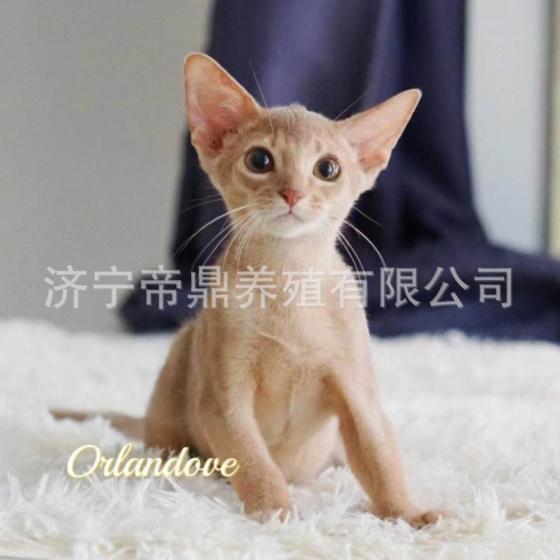 Purebred Abyssinian Kitten, Live Bengal Leopard Cat Cub, Live Cat for Care and Sale