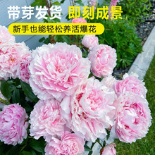 一件代发观赏芍药花苗重瓣大花苗盆栽带芽根快耐寒庭院花卉四季开