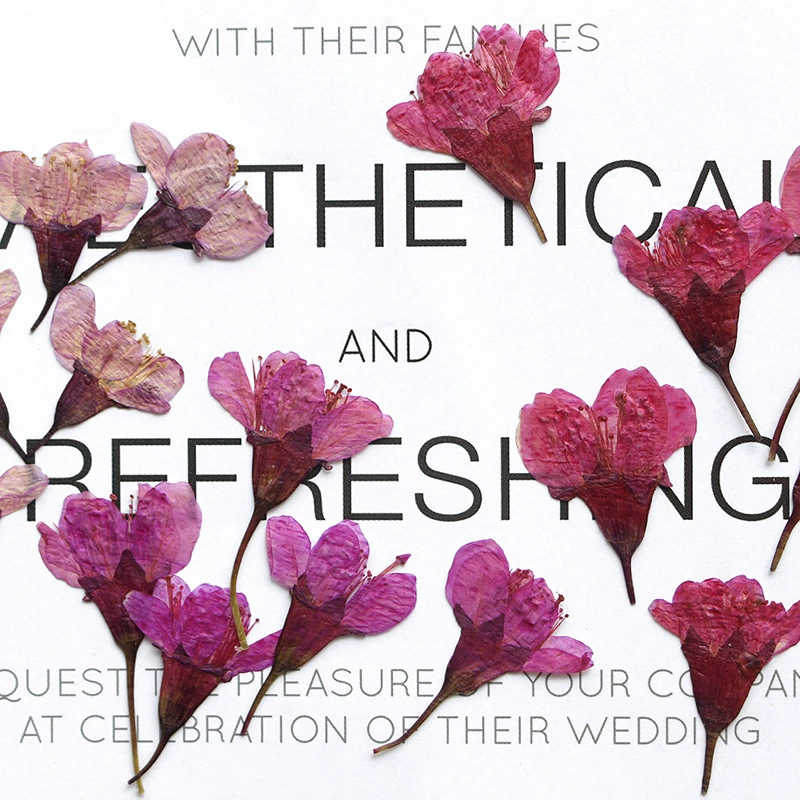 Вишневый цвет сторона сушеный цветок тисненый лепесток макияж настоящий Цветок Закладка образец растения фоторамка свеча Шелковый веер цветочный материал