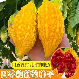 ����]�ϷN�ӡ�ˮ��С�]�ϷN���̨�����ļ��ļ��ɷN�S��С��ϷN