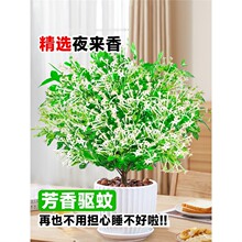 ҹ���㻨�������Ծ����㻨���҃��̨��þGֲ���r���ļ��_�����B