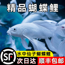 纯种白色蝴蝶鲤短身球体观赏鱼冷水鱼贵妃白金锦鲤鱼金鱼活鱼