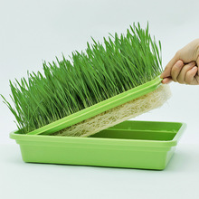 ���羳��؛��؈��ˮ��؈�ݷN�ӷNֲ���b؈��ʳȥë��؈�ݷN��