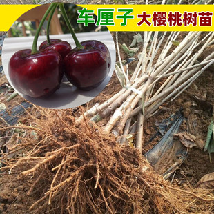 һ�����l����Ҙ����Ϸ������Nֲ���Ե���ˮ������ľ�޽Ӱ���܇��