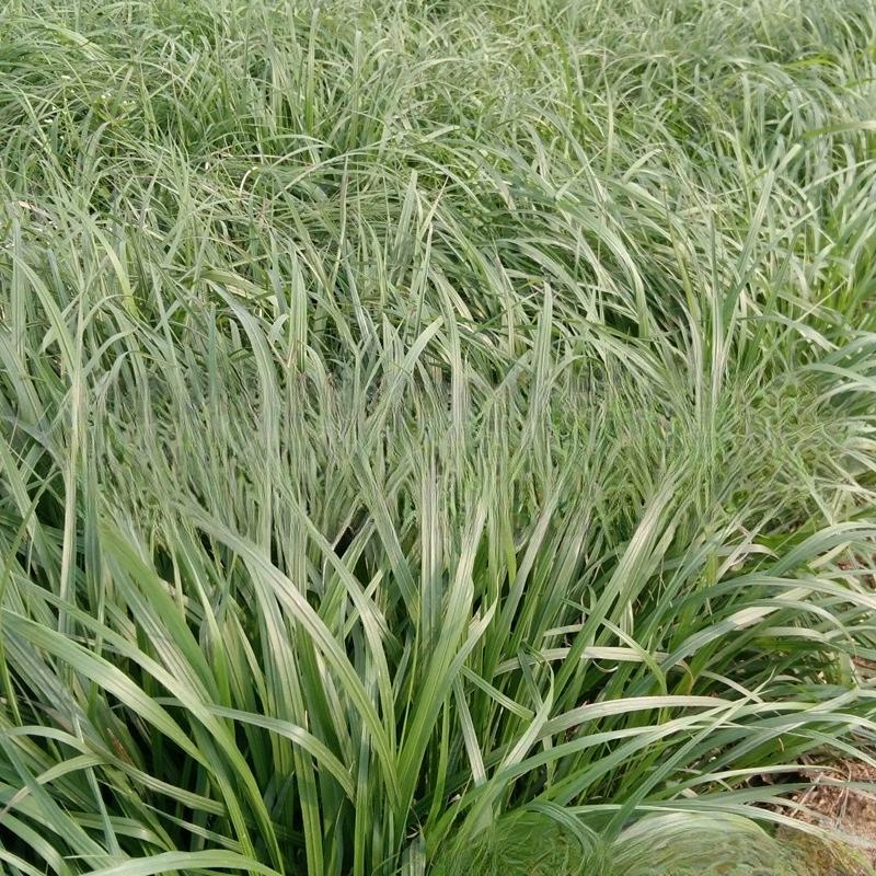 Питомник оптом фиолетовый шип Pennisetum питомник оптом декоративные травы почвопокровное растение