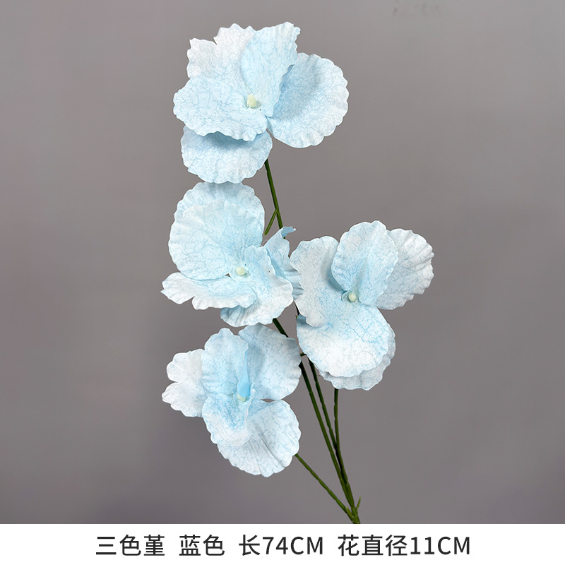 팬지 블루