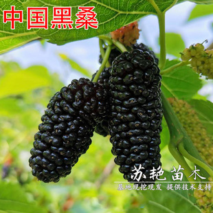 �ļ��Y���ͺ��Ї���ɣ���ɣ�����Ե��Կ���ɣ�ؘ����Ϸ������Nֲ