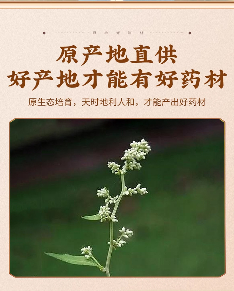 Liu Ji Nu Dried Herb 500g Artemisia Anomala Traditional Chinese Herbal Tea Ingredient key features