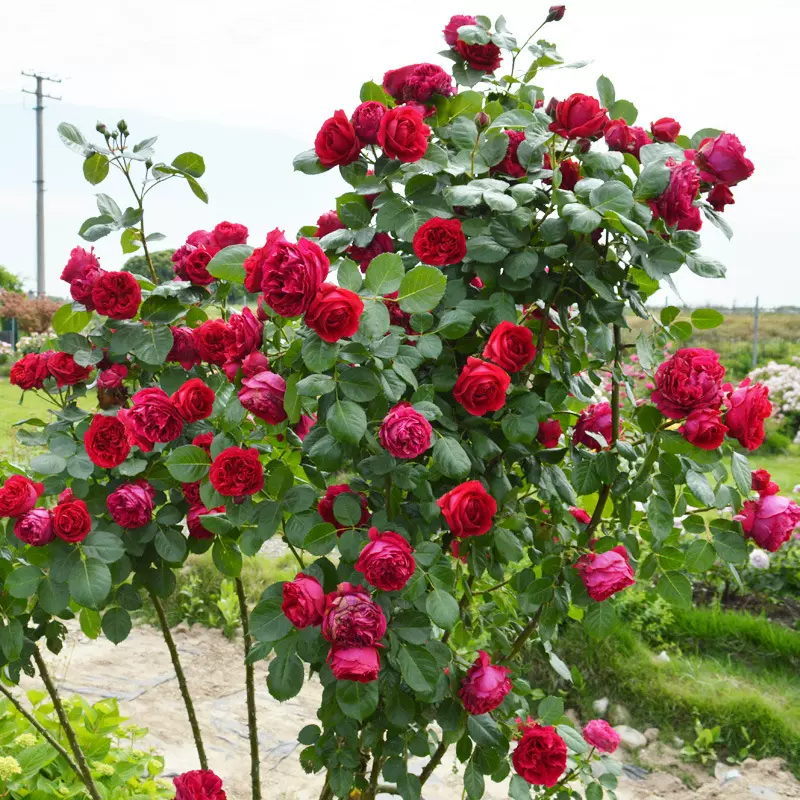 红色龙沙宝石月季花苗四季开花粉色蔷薇花苗爬藤月季藤本庭院龙沙