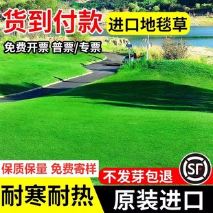 Lawn Grass Seeds, Evergreen Slope Protection, Greening, Low-Rise Courtyard Carpet Grass Seeds, No-Pruning House Seeds