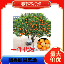 �������lɰ�ǽ��������o��ɰ������ɳ�ǽ��������箔��Y��