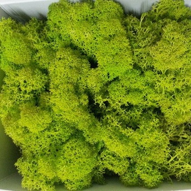 Less impurity moss non-fading moss micro landscape immortal moss plant wall immortal flower diy material package