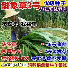 耐寒甜象草牧草田象3号种子无毛多年生一年四季冻不死养牛羊草籽