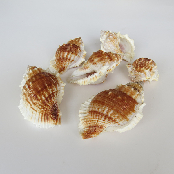Natural conch shell striped piano snail fish tank aquarium…