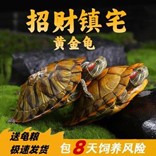 巴西龟活物宠物龟巴西小乌龟家养招财龟黄金乌龟可爱观赏龟大乌龟