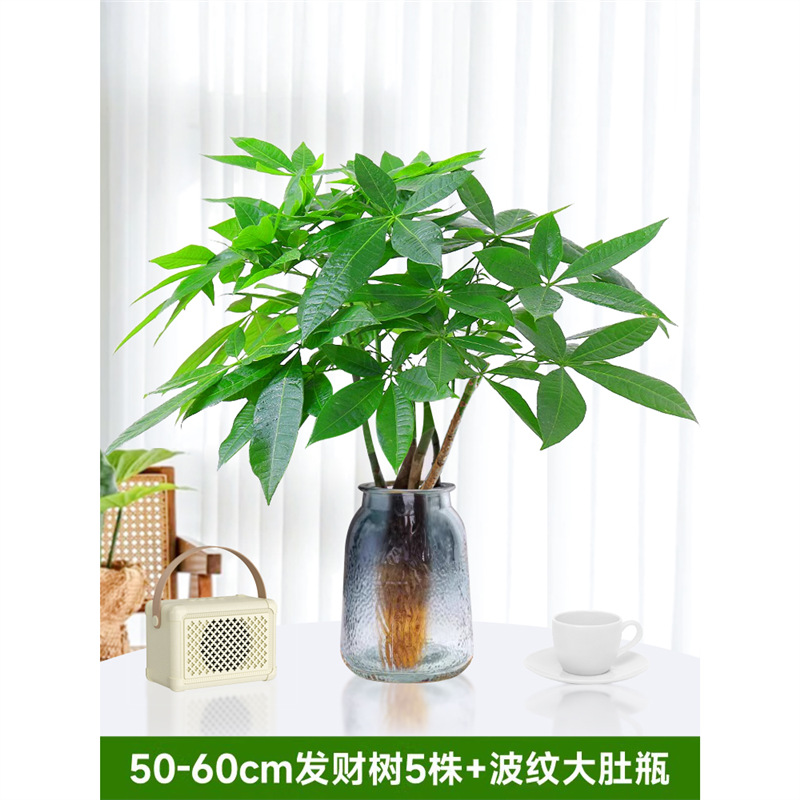 50-60cm 머니트리 5개[골판지 병 포함] 영양액 1팩 포함