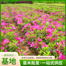 ���N�� ӳɽ�t ����С�����Զ��Nֲ�� ���̾G����ë���N ���N����