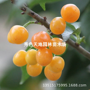 �������̙��Ҙ������ݙ��Ҙ���޽ә��Ҙ����Ϸ������Nֲ����Y��