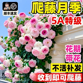 种子;草种子;盆栽