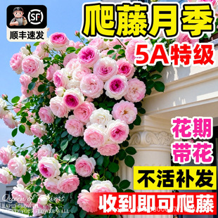 �����¼��ļ��_�����ش���ȝ������ɳ��ʯͥԺ�����ٱ��Gֲ����