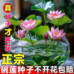 ��7��lѿ����ɏ�N�����_��ˮ��ˮ�B�Gֲ˯ɏ�ɻ��o�����Ի���