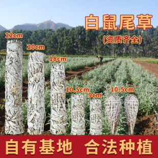 �S��ֱ�N�������ݰ���β��ѩ���{��β�������}ľ��޹��white sage