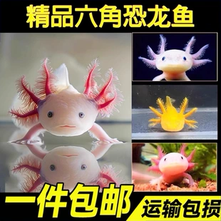 六角恐龙鱼冷 Aquatic fish, axolotl, fish tank, aquarium pet, live freshwater, easy to maintain, easy to live, ornamental internet celebrity fish