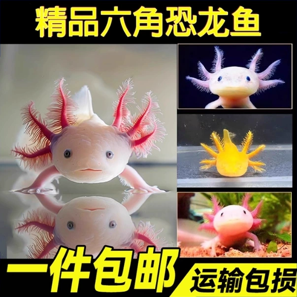 六角恐龙鱼冷 Aquatic fish, axolotl, fish tank, aquarium pet, live freshwater, easy to maintain, easy to live, ornamental internet celebrity fish
