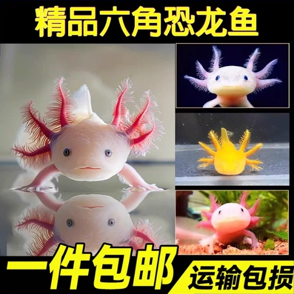 六角恐龙鱼冷 Aquatic fish, axolotl, fish tank, aquarium pet, live freshwater, easy to maintain, easy to live, ornamental internet celebrity fish