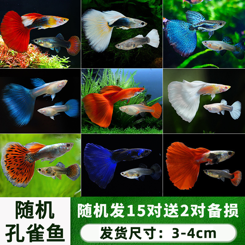孔雀鱼精品小鱼缸观赏鱼好养耐活热带鱼活鱼天空蓝小型小鱼苗|undefined