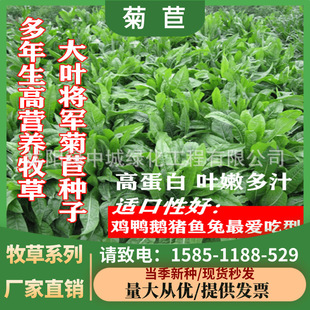 Large-Leaf Chicory Grass Seeds, Perennial Pasture Seeds, Breeding Four-Season Cattle, Sheep, Ducks, Geese, Rabbits, Pig Grass Seeds, Regeneration