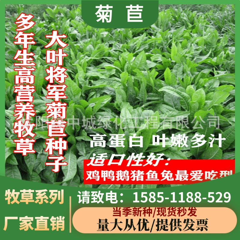 Крупнолистовой Цикорий Семена трав многолетние кормовые травы семян разведения четыре сезона Крупный рогатый скот овца утка гусь кролик свинья регенерация семян трав