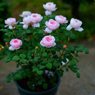 һ�Ӂ�����W�¹�ľ�¼����Ů�������ľ����ֲ��ͥԺ�ļ��^��