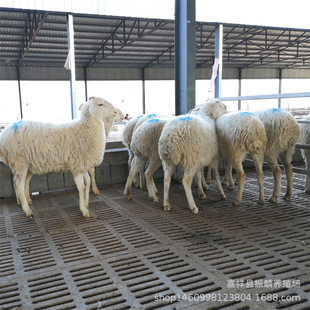 ����Сβ����N�� ����������� ��ֳĸ�� Сβ�����Bֳ