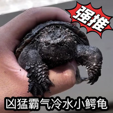 С�����ӷ��������Թ������ʳ�ñ��������ӷ����걩�̷�����