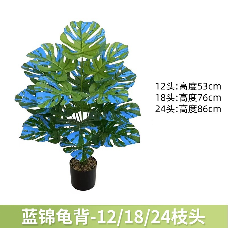 蓝锦龟背 / 12叶高约63cm【不带黑盆】