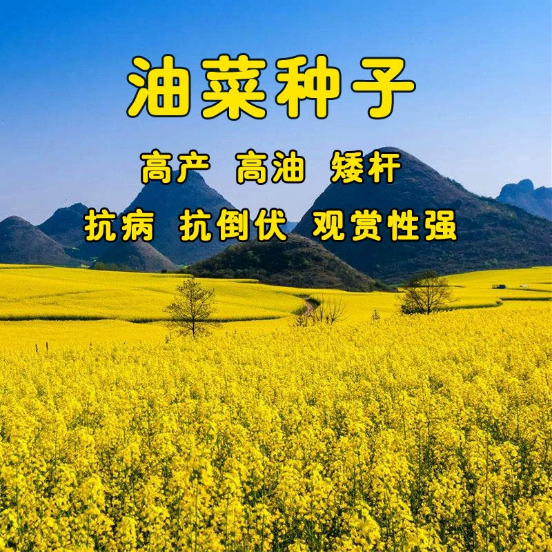 Пейзаж Озеленение Рапс Достопримечательности Рапсовое Масло Добыча Высокое Рапсовое Семена Декоративные Семена Рапса