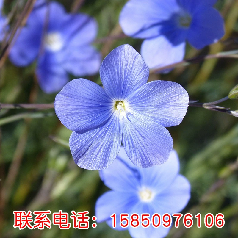 Оптовая продажа большие продажи травы Семена цветов желтый цветок Лен золото Лен синий цветок семена льна большое количество